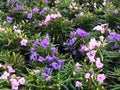 Mexican Petunia, or Ruellia Purple Showers, the purple-pink trumpet-shaped flowers at the ends of the tall stems with narrow leaf