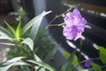 Beautiful purple mexican petunia (ruellia simplex)