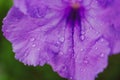 Mexican petunias Ruellia simplex