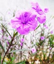 Mexican Petunias pink showers