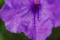 Mexican petunias Ruellia simplex