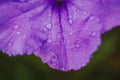 Mexican petunias Ruellia simplex