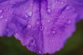 Mexican petunias Ruellia simplex