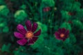 Mexican pink aster