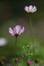 Dark Pink white Cosmos Flowers blub Royalty Free Stock Photo