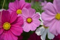 Dark Pink white Cosmos Flowers Royalty Free Stock Photo