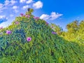 Mexican pink Morning Glories flower on fence with green leaves Royalty Free Stock Photo