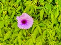 Mexican pink Morning Glory flower on fence with green leaves Royalty Free Stock Photo