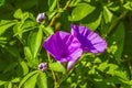 Mexican pink Morning Glory flower on fence with green leaves Royalty Free Stock Photo