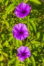 Mexican pink Morning Glory flower on fence with green leaves Royalty Free Stock Photo