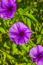 Mexican pink Morning Glory flower on fence with green leaves Royalty Free Stock Photo