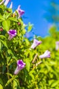 Mexican pink Morning Glory flower on fence with green leaves Royalty Free Stock Photo
