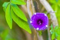 Mexican pink Morning Glory flower on fence with green leaves Royalty Free Stock Photo