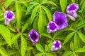 Mexican pink Morning Glory flower on fence with green leaves Royalty Free Stock Photo