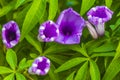 Mexican pink Morning Glory flower on fence with green leaves Royalty Free Stock Photo