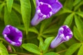 Mexican pink Morning Glory flower on fence with green leaves Royalty Free Stock Photo