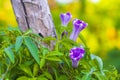 Mexican pink Morning Glory flower on fence with green leaves Royalty Free Stock Photo