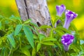 Mexican pink Morning Glory flower on fence with green leaves Royalty Free Stock Photo