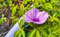 Mexican pink Morning Glory flower on fence with green leaves Royalty Free Stock Photo