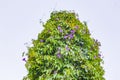 Mexican pink purple Morning Glory flowers with exempted white background