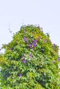 Mexican pink purple Morning Glory flowers with exempted white background