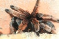 Mexican pink tarantula