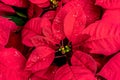 The Mexican Poinsettia, called the Christmas flower, is used in Christmas decorations