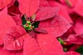 The Mexican Poinsettia, called the Christmas flower, is used in Christmas decorations