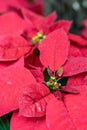 The Mexican Poinsettia, called the Christmas flower, is used in Christmas decorations