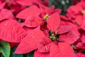 The Mexican Poinsettia, called the Christmas flower, is used in Christmas decorations