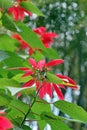 Mexican Poinsettia or christmas flower, use in Chrismas decoration