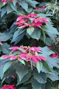 Mexican Poinsettia or christmas flower, use in Chrismas decoration