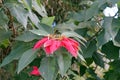 Mexican Poinsettia or christmas flower, use in Chrismas decoration