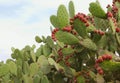 Nopales or Prickly Pear Cactus with fruit in tula, hidalgo, mexico I