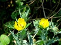 MEXICAN PRICKLY POPPY