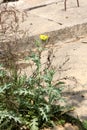 Mexican prickly poppy plant (Argemone Mexicana) with golden flower : (pix SShukla)