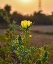 Mexican prickly poppy or Argemone mexicana flower during sunset.