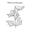 Mexican prickly poppy Argemone mexicana , or flowering thistle, medicinal plant