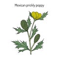 Mexican prickly poppy Argemone mexicana , or flowering thistle, medicinal plant