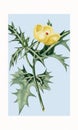 Mexican Prickly Poppy. Digital watercolor art