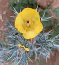 Mexican prickly poppy flower