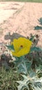 Mexican prickly poppy flower plant