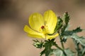 Mexican prickly poppy plant (Argemone Mexicana) with golden flower : (pix SShukla)