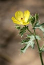 Mexican prickly poppy plant (Argemone Mexicana) with golden flower : (pix SShukla)