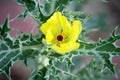 Mexican prickly poppy plant (Argemone Mexicana) with golden flower : (pix SShukla)