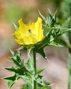 Mexican Prickly Poppy plant with bright yellow bloom