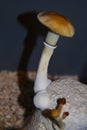 Mexican psychedelic mushroom with orange nice cap