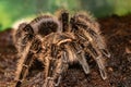 Mexican red-haired bird-eating spider. Brachypelma vagans. Royalty Free Stock Photo