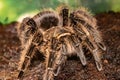 Mexican red-haired bird-eating spider. Brachypelma vagans. Royalty Free Stock Photo