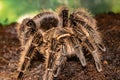 Mexican red-haired bird-eating spider. Brachypelma vagans. Royalty Free Stock Photo